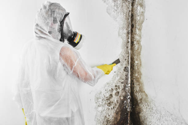 Best Mold Remediation Services  in Elgin, TX