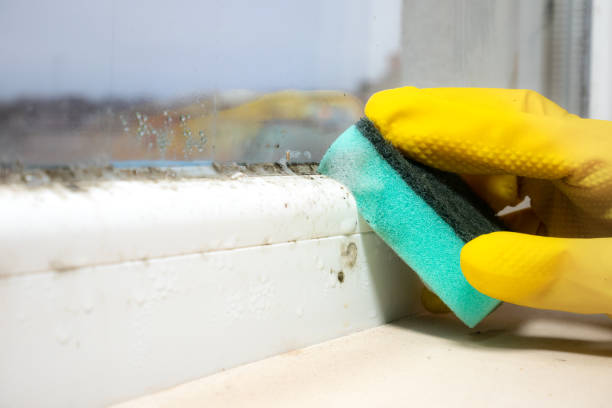 Best Affordable Mold Removal  in Elgin, TX