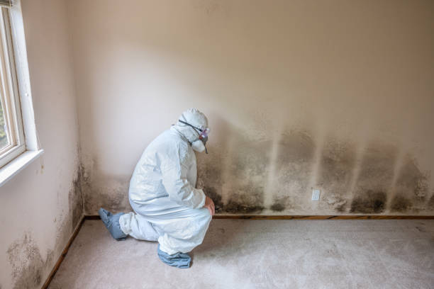 Best Emergency Mold Removal  in Elgin, TX