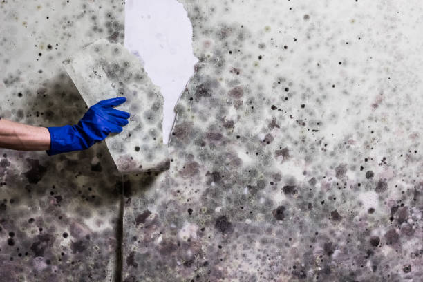 Best Mold Removal Company Near Me  in Elgin, TX