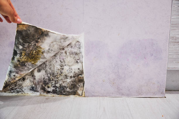 Mold Removal and Inspection in Elgin, TX